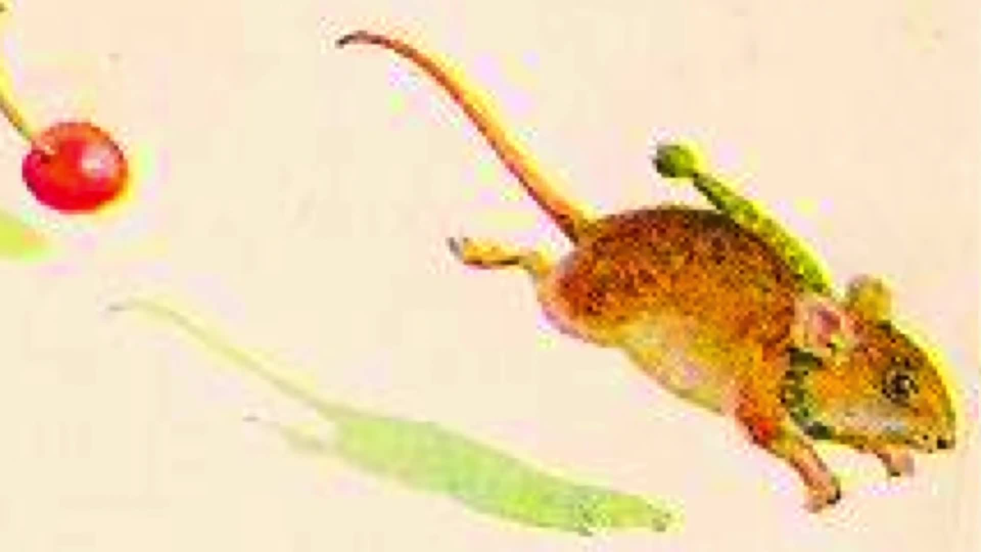 Library Storytime The City Mouse and the Country Mouse