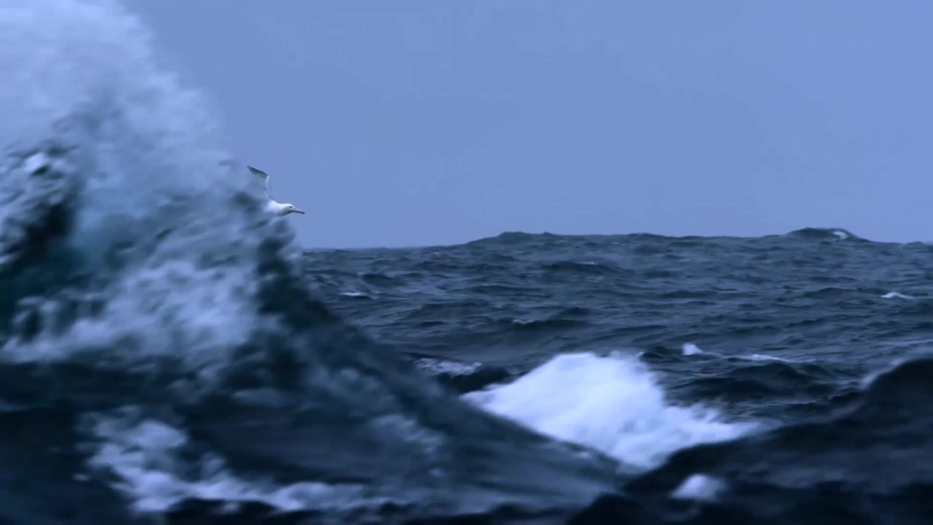 STEM in 30 - Birds Bats Bugs Brothers